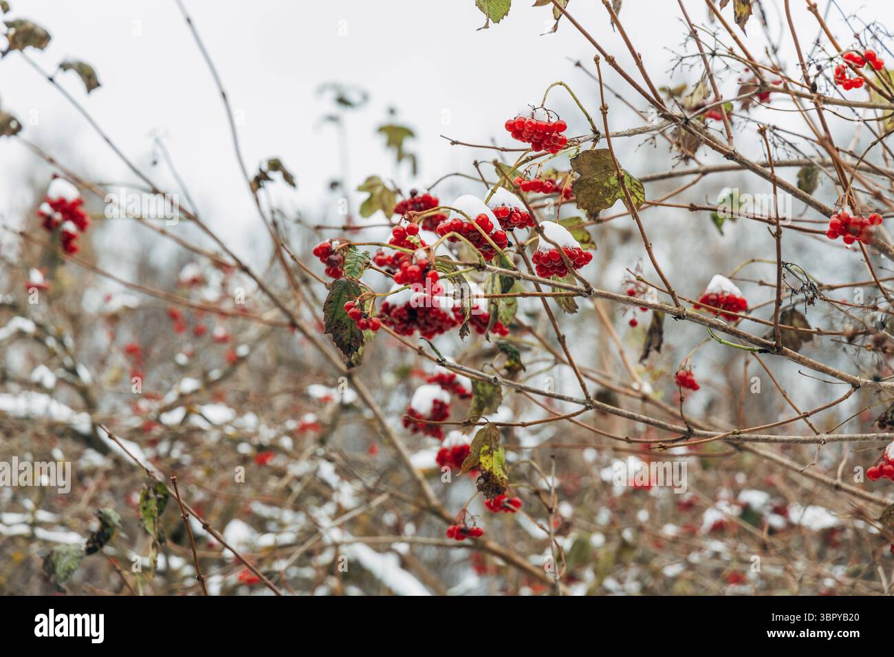 Viburnum branches with red berries on a gray autumn blurred background Stock Photo