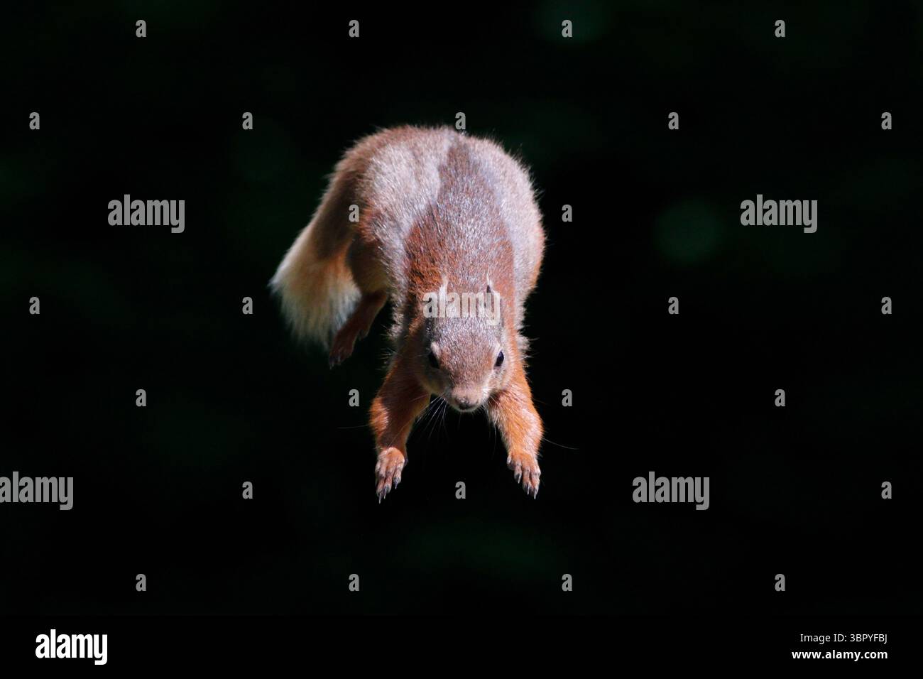 RED SQUIRREL leaping, UK. Stock Photo