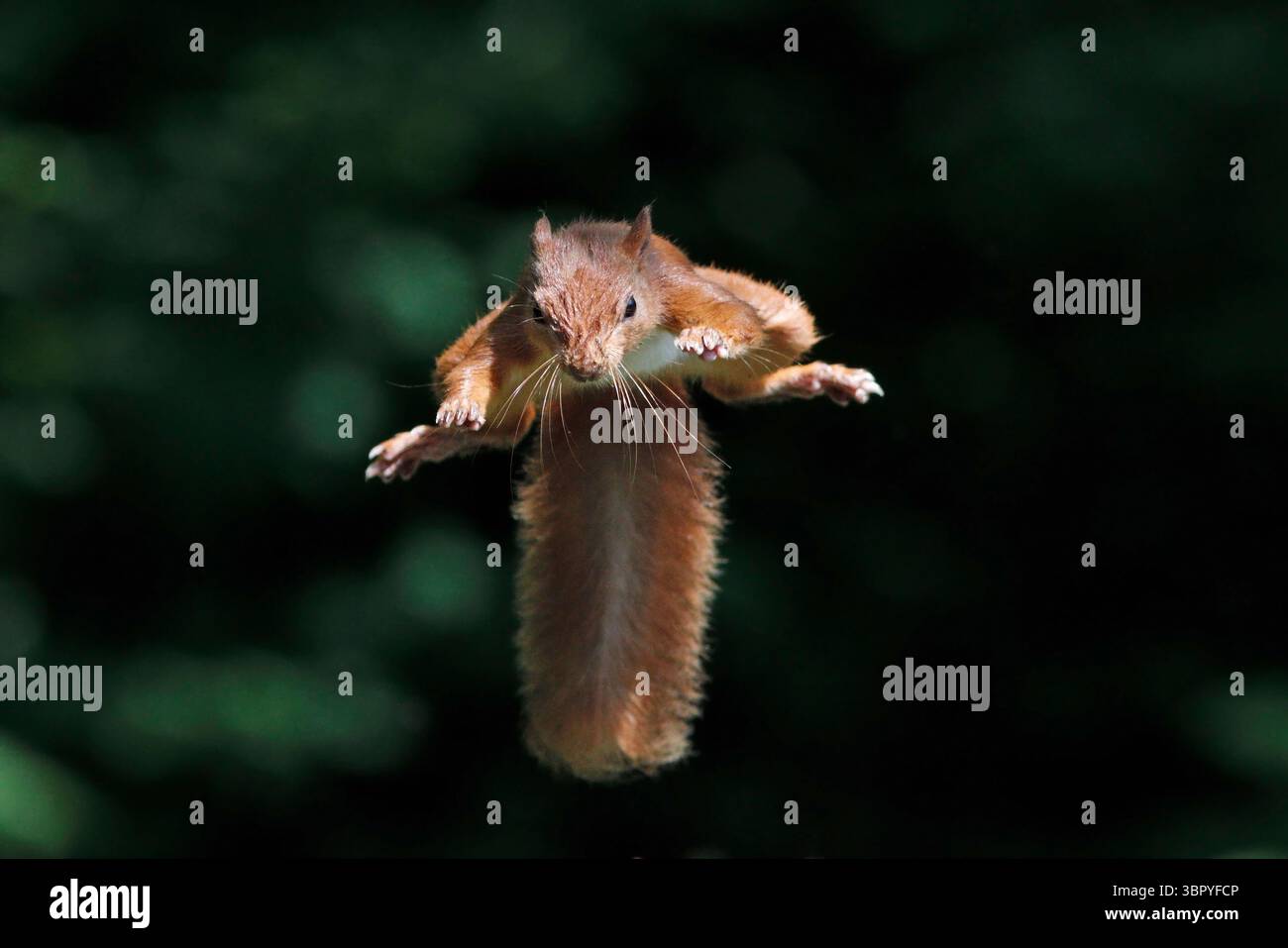 RED SQUIRREL leaping, UK. Stock Photo