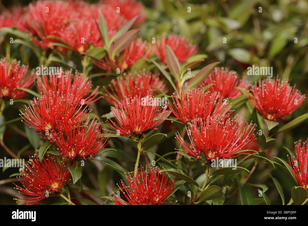 Nz Southern Rata Flowers of New Zealand Southern Rata brighten the day for visitors to ...