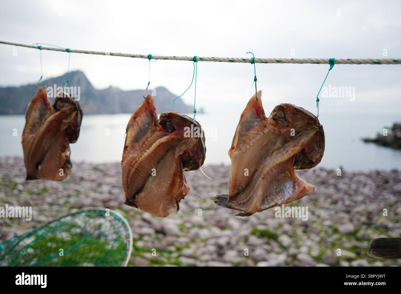 Hanging Fish Rope Dried Fish Hanging on Rope by the Sea in Korean Coastal Village Stock ...
