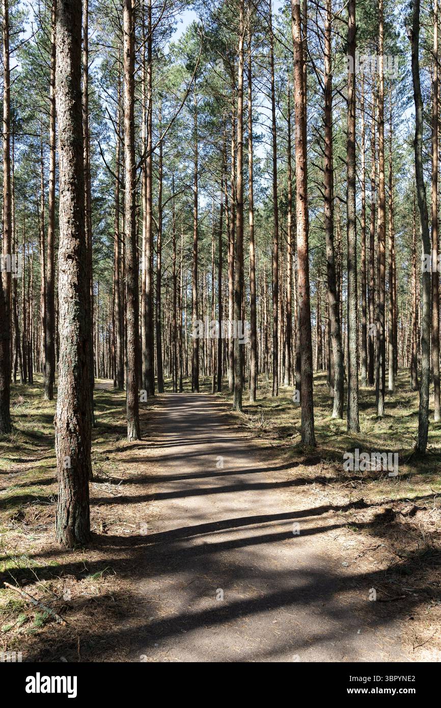 Sunlit sandy path through dense pine forest with tall slender trees ...
