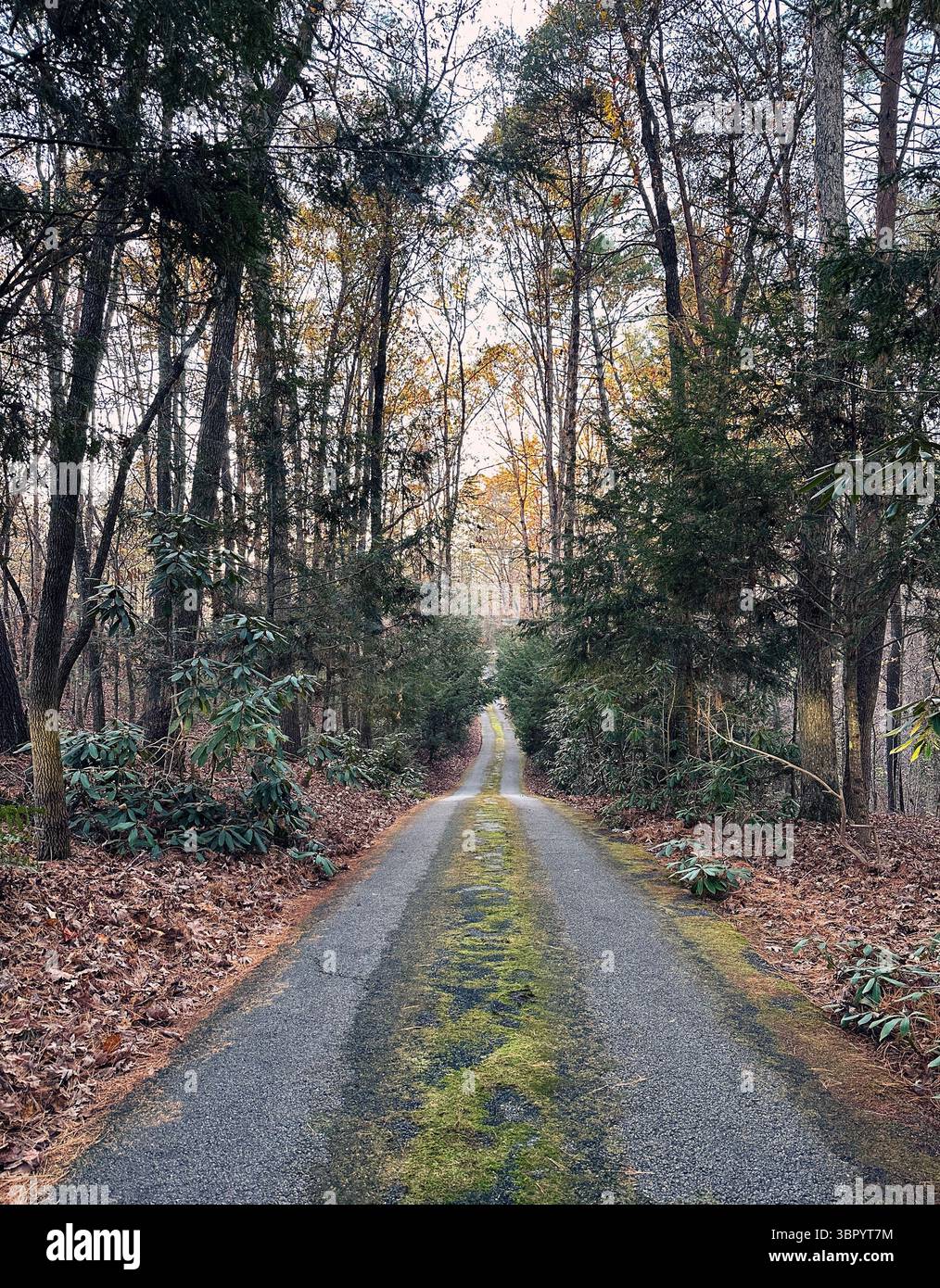 Country Road - Smartphone Captured Stock Image