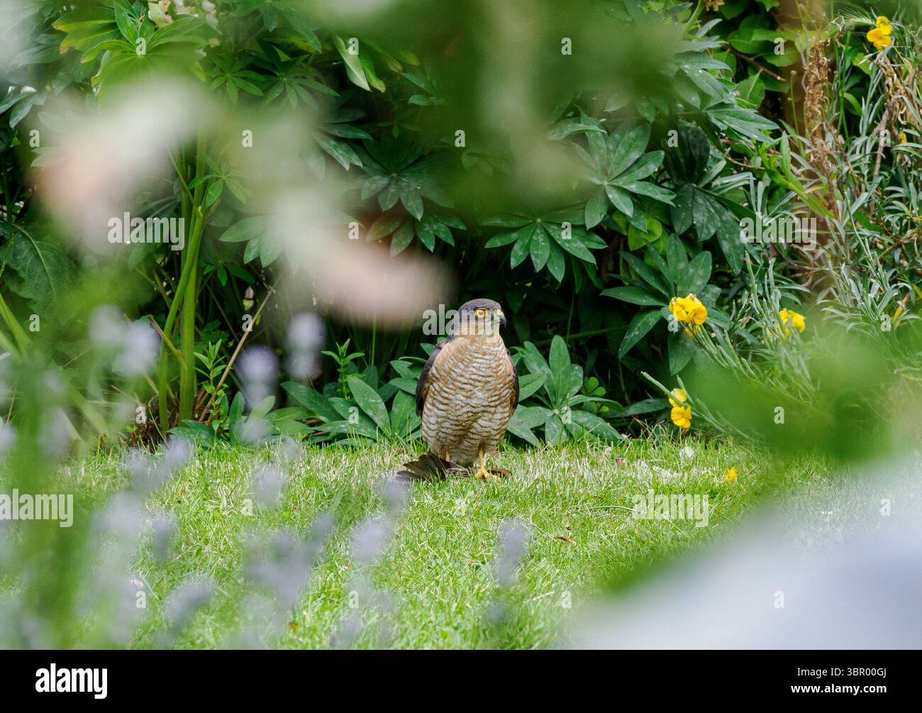 Sparrowhawk with blackbird in its tallons Stock Photo