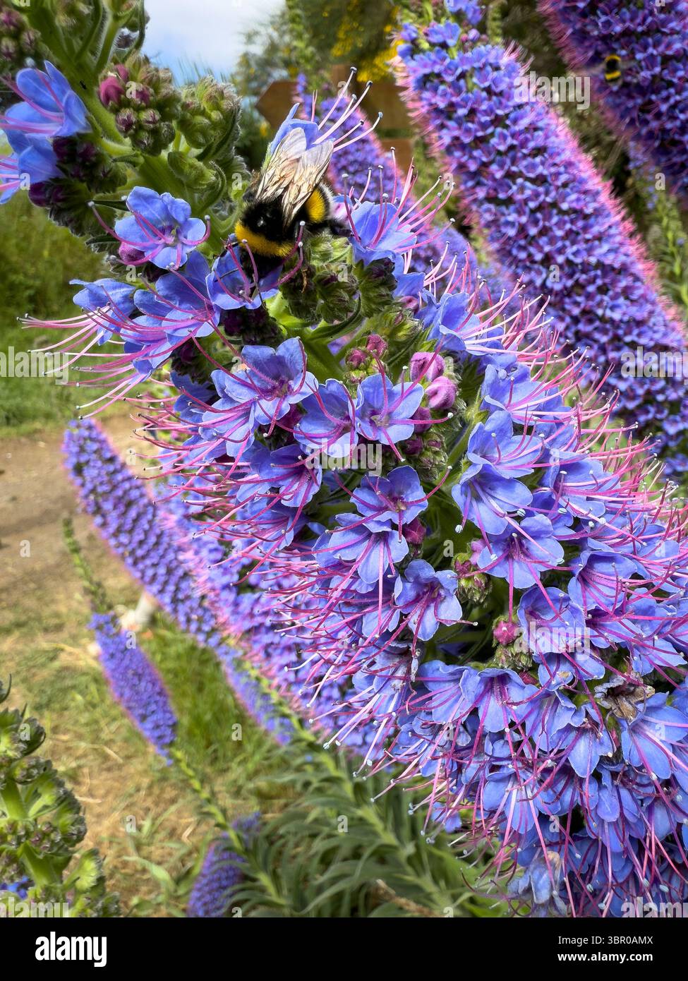Purple-blue floral beautiful Pride of Madeira (Echium candicans) with bees and bumblebee gathering nectar, macro nature photography, biodiversity and - Smartphone Captured Stock Image