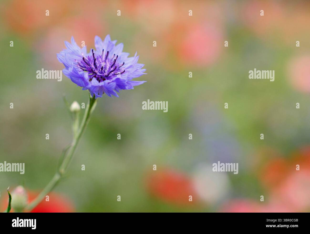 Annual blue cornflower (Centaurea cyanus) in a cultivated wildflower meadow of annuals on National Meadows Day. UK Stock Photo