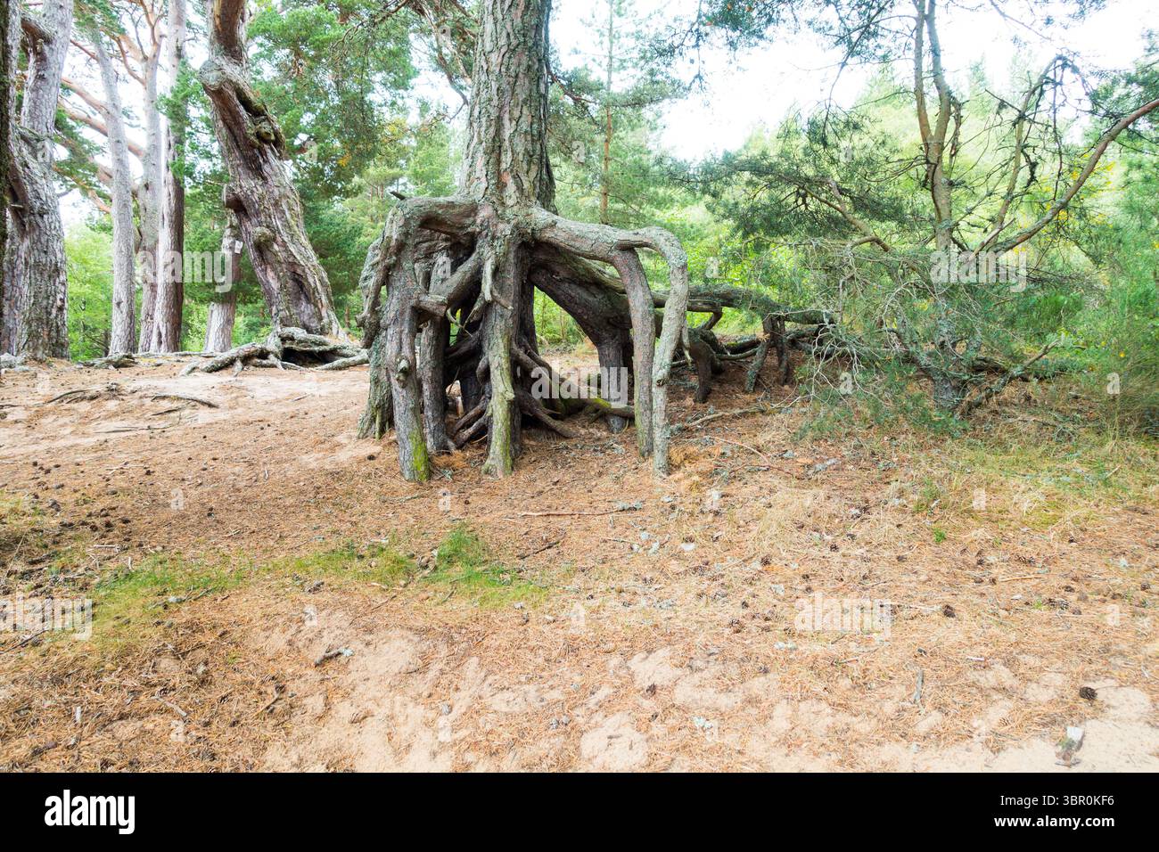 Strange root formation hi-res stock photography and images - Alamy