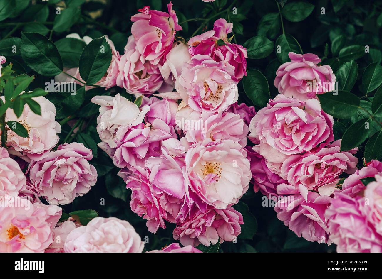Bush of flowering elite varietal roses. Pink and white flowers of ...