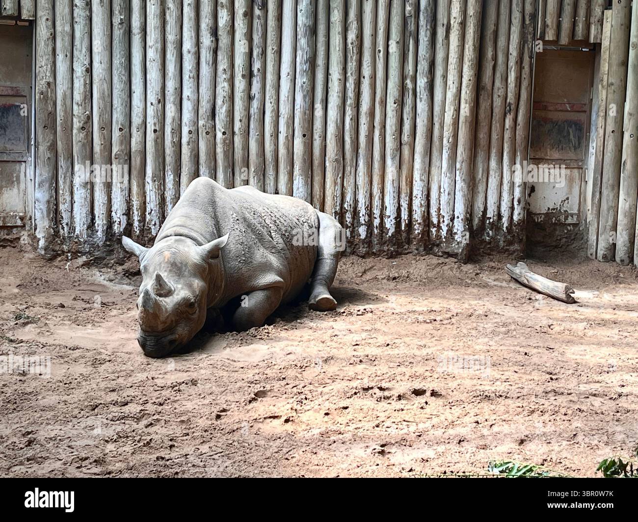 An Eastern Black Rhino in captivity in Chester Zoo, Cheshire UK inside its enclosure. - Smartphone Captured Stock Image