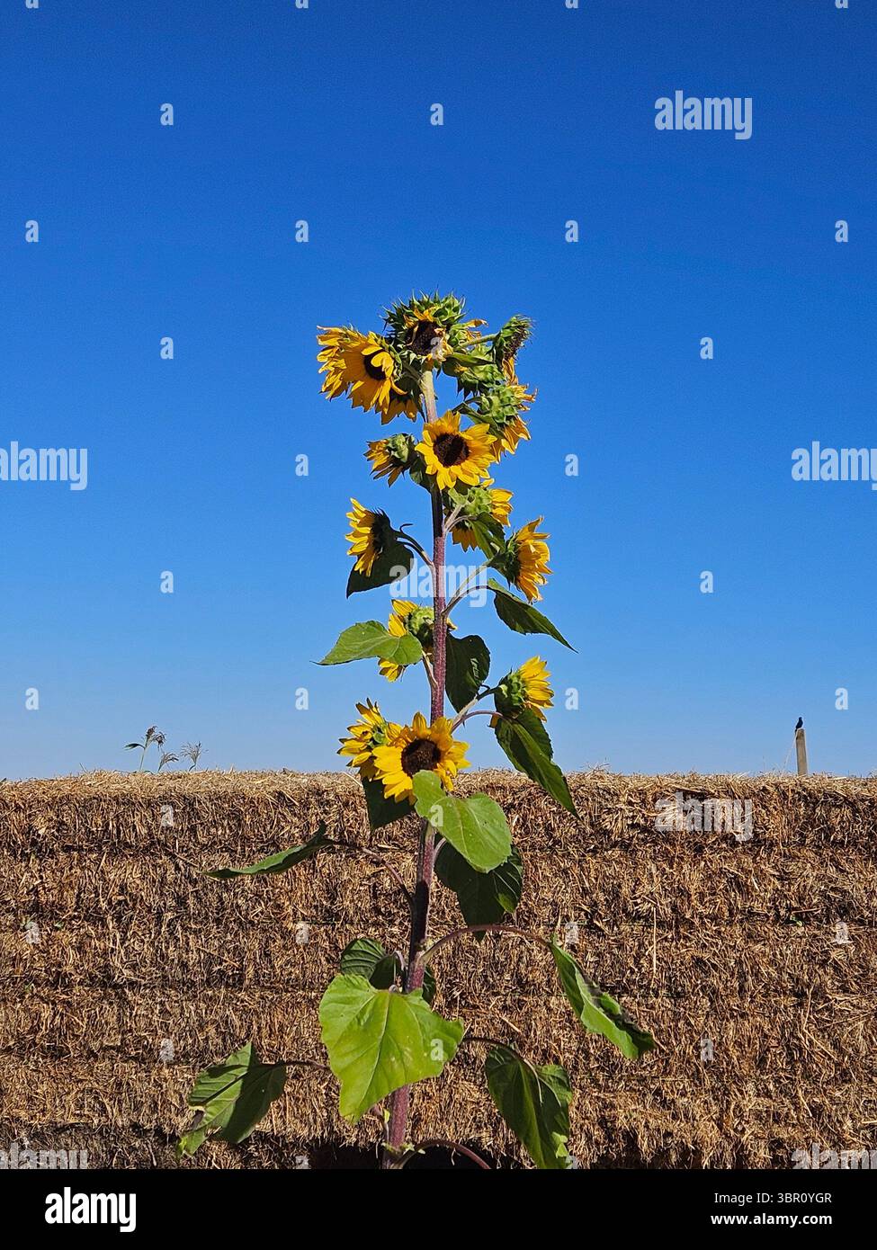 A perfect, warm summer day out west on the ranch where sunflowers grow wild by the haybales and the bright, blue sky is cloudless. - Smartphone Captured Stock Image