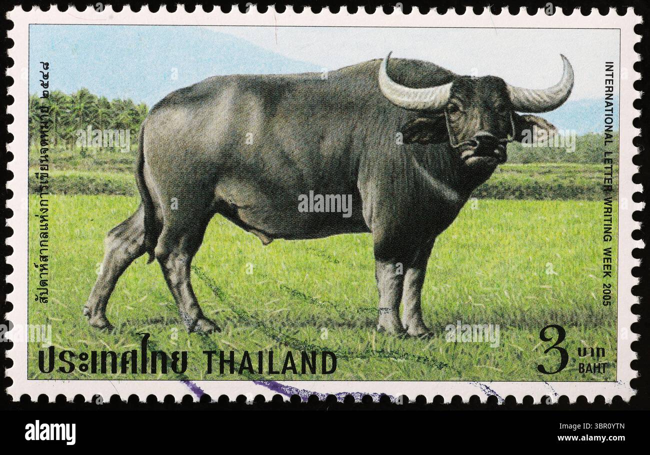 Water buffalo portrait on thai postage stamp Stock Photo
