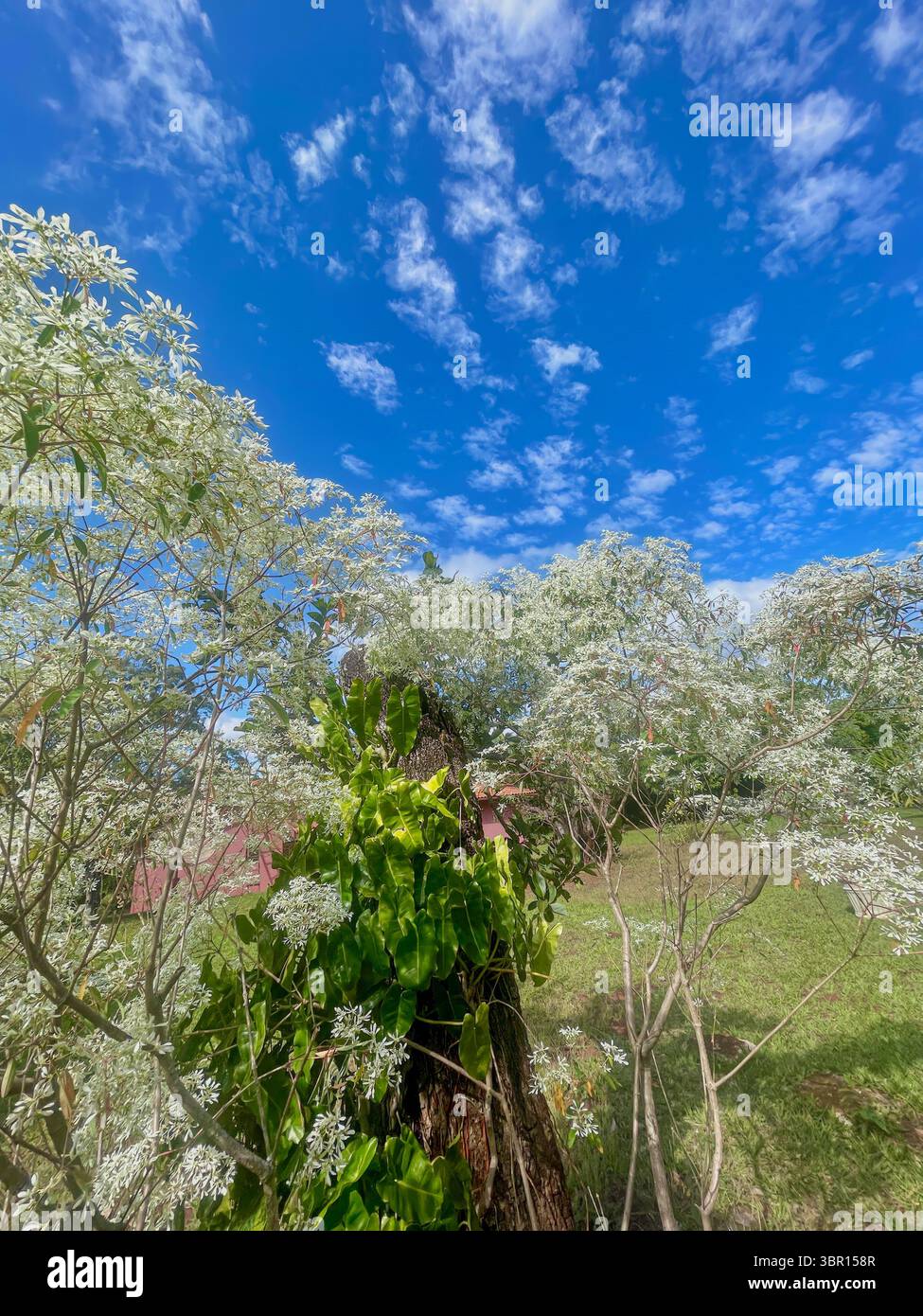 Brazil - Smartphone Captured Stock Image