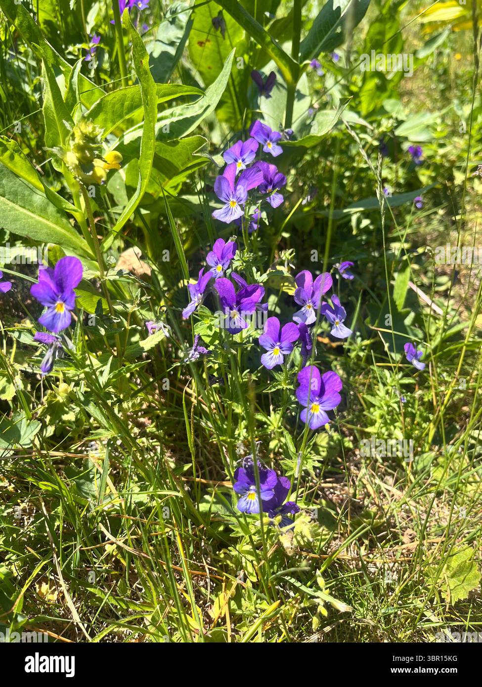 Viola lutea Mountain pansy flowering in natural habitat in the Rila Mountain Nature Reserve and National Park, Bulgaria, Balkans, Southeastern Europe - Smartphone Captured Stock Image