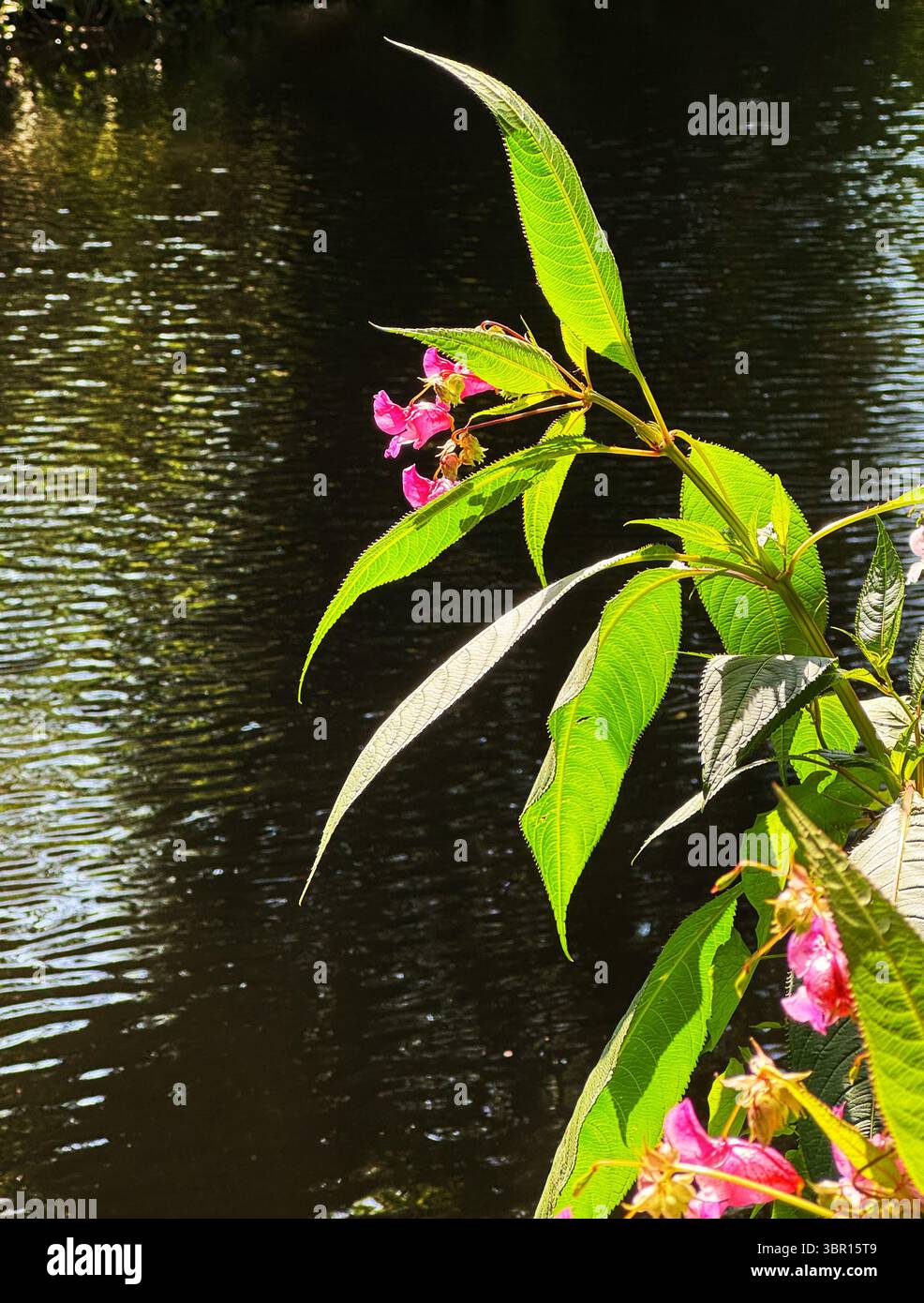 Himalayan balsam (Impatiens glandulifera), an invasive species,  growing alongside the River Ely, South Wales, UK - Smartphone Captured Stock Image
