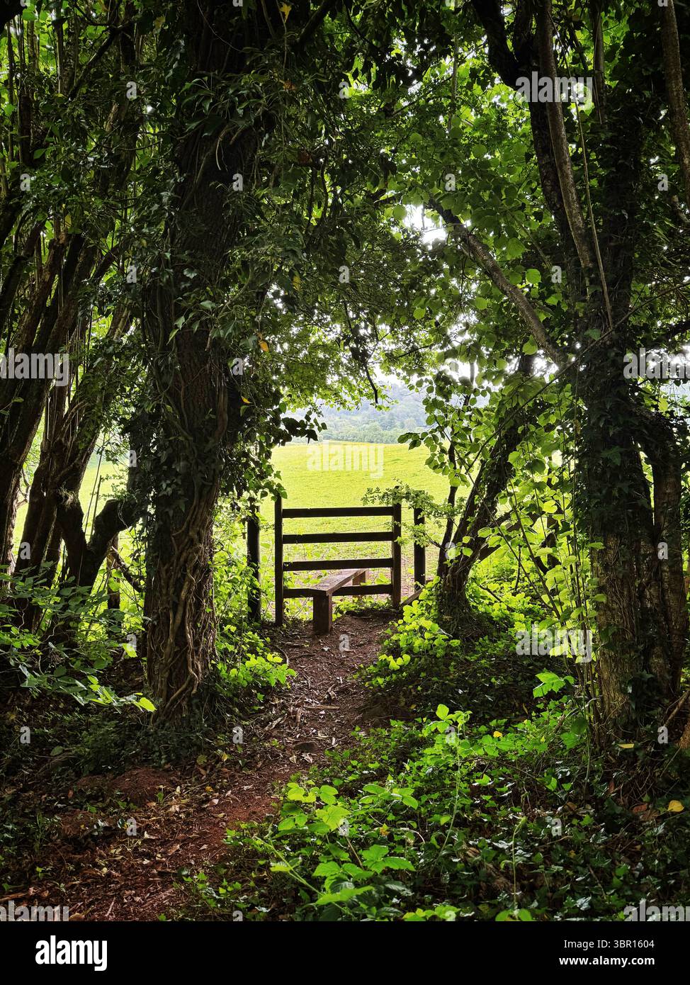 Country stile leading from woodland into a field, South Wales - Smartphone Captured Stock Image
