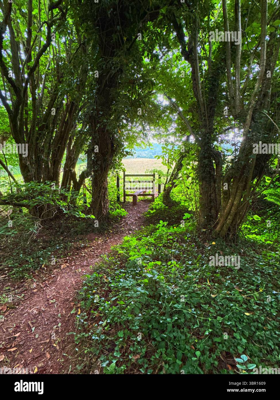 Country stile leading from woodland into a field, South Wales - Smartphone Captured Stock Image