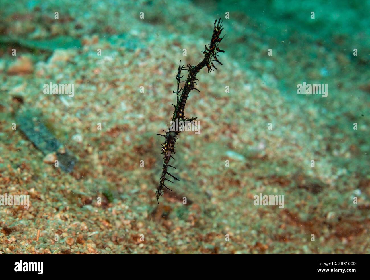 Tubbataha reef natural park hi-res stock photography and images - Alamy