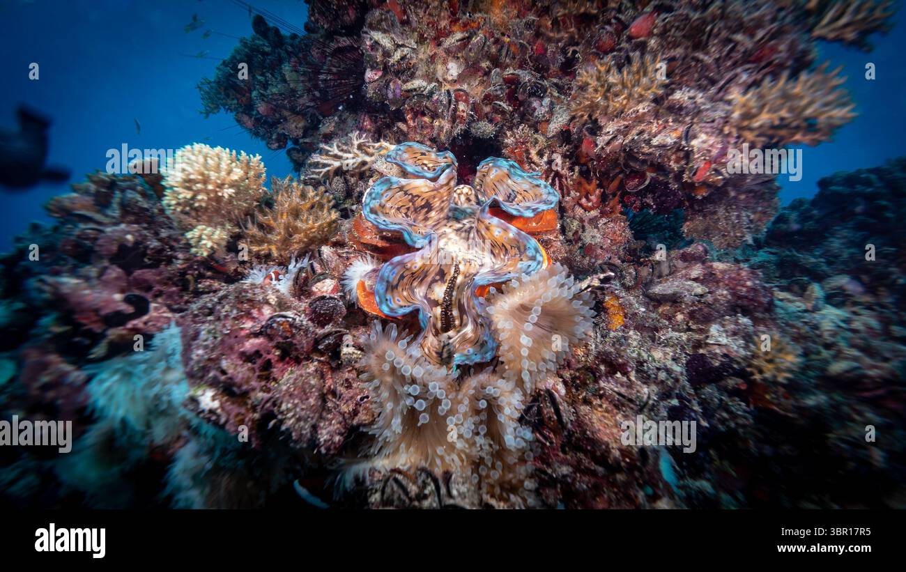 Coral structure displays hi-res stock photography and images - Alamy