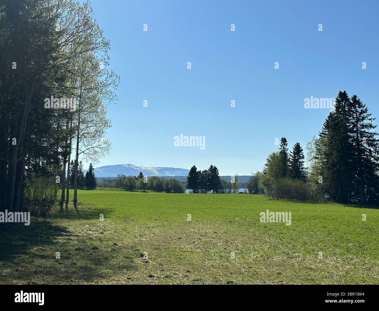 A beautiful view of a grassy field with mountains and trees under a bright blue sky. Stock Photo