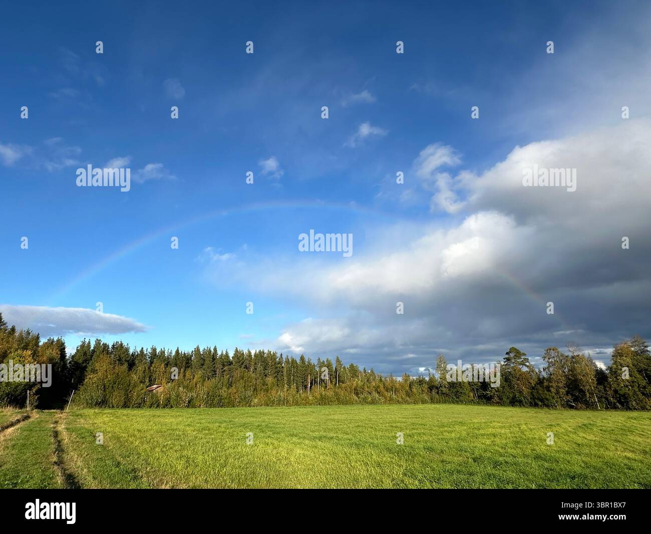 A stunning rainbow appears above a green meadow and forest under a clear blue sky. - Smartphone Captured Stock Image
