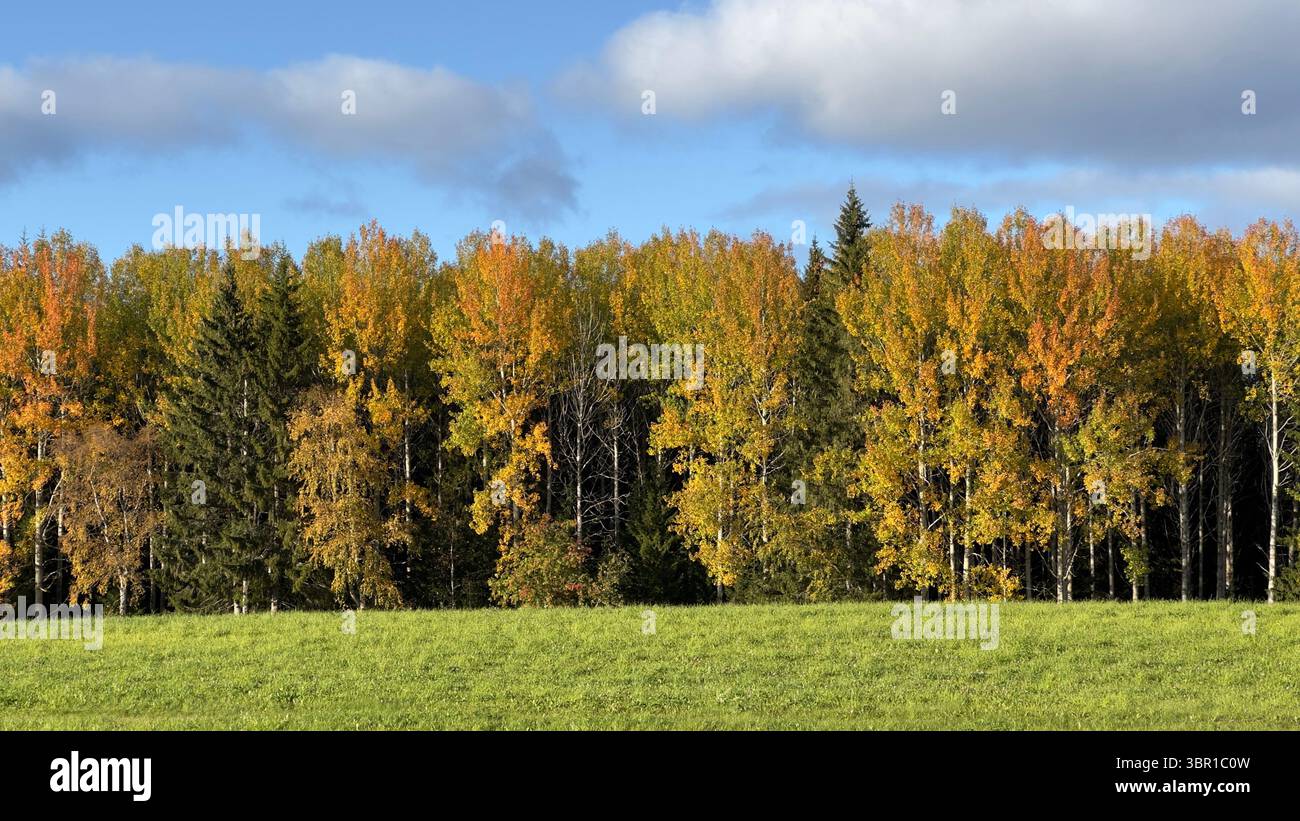 Autumn trees display beautiful golden and orange foliage in a scenic landscape setting. - Smartphone Captured Stock Image