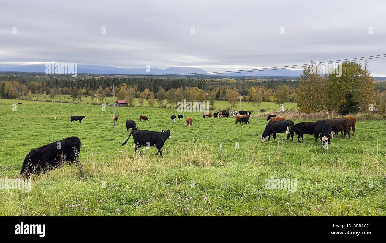 Cows graze peacefully in a lush green pasture under a cloudy sky, idyllic and calm. - Smartphone Captured Stock Image