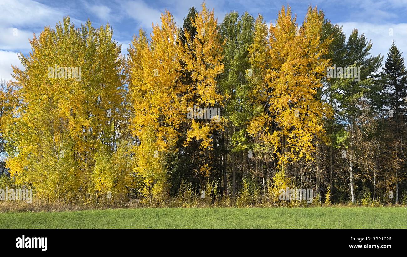 Spectacular autumn trees with golden leaves stand against a cloudy sky, over a field of grass. - Smartphone Captured Stock Image
