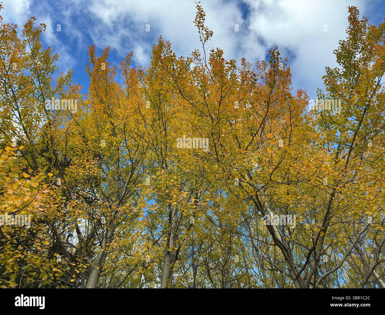 Vibrant yellow autumn leaves reach towards a bright blue sky filled with fluffy clouds. - Smartphone Captured Stock Image