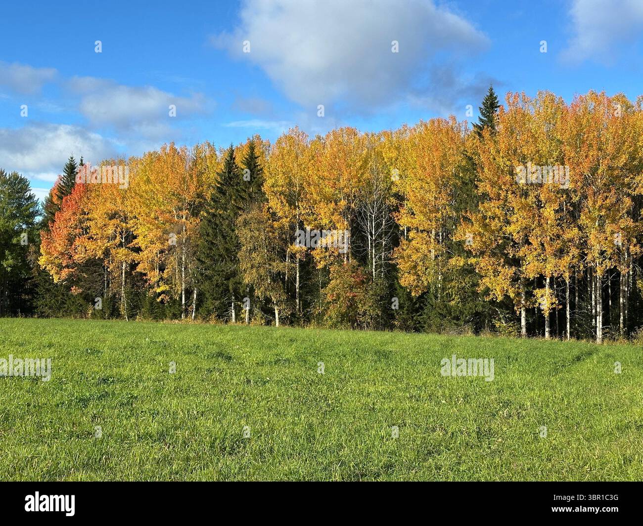 Autumn trees display beautiful golden and orange foliage in a scenic landscape setting. - Smartphone Captured Stock Image