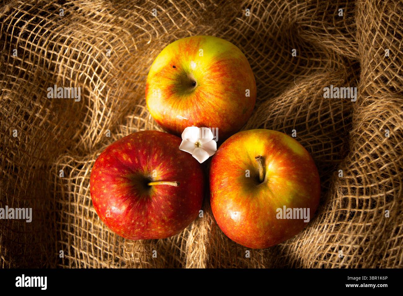 Overhead view of three colorful apples, varying in shades of red and yellow, with a small white flower, thoughtfully placed on a textured background. Stock Photo