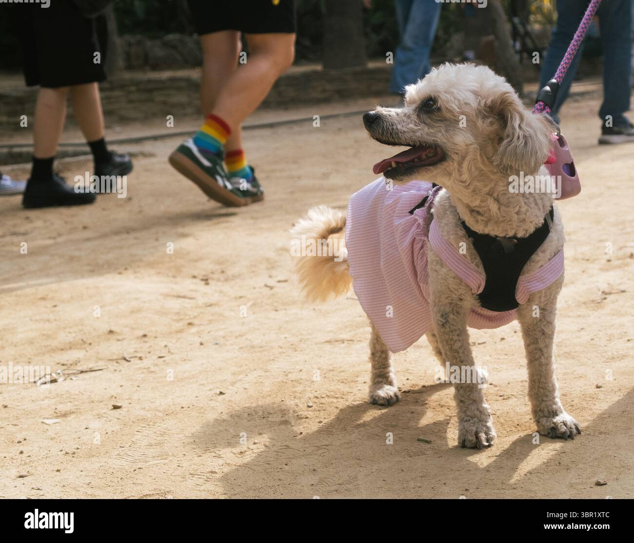 Adorable white poodle wearing pink dress enjoying a walk in the park Stock Photo