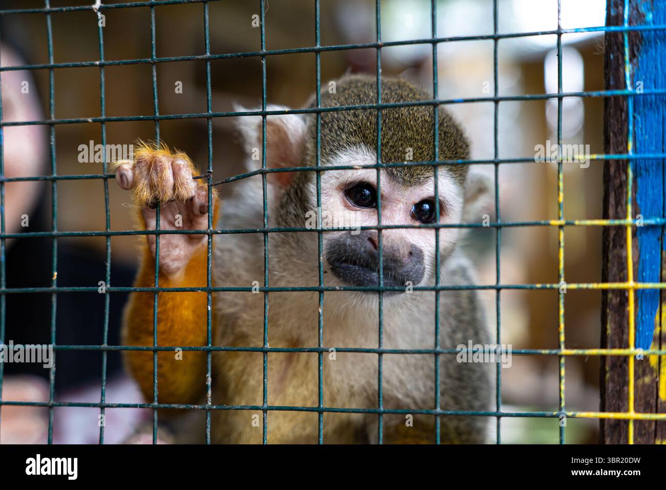A small monkey sits behind metal bars inside a cage, symbolizing animal ...