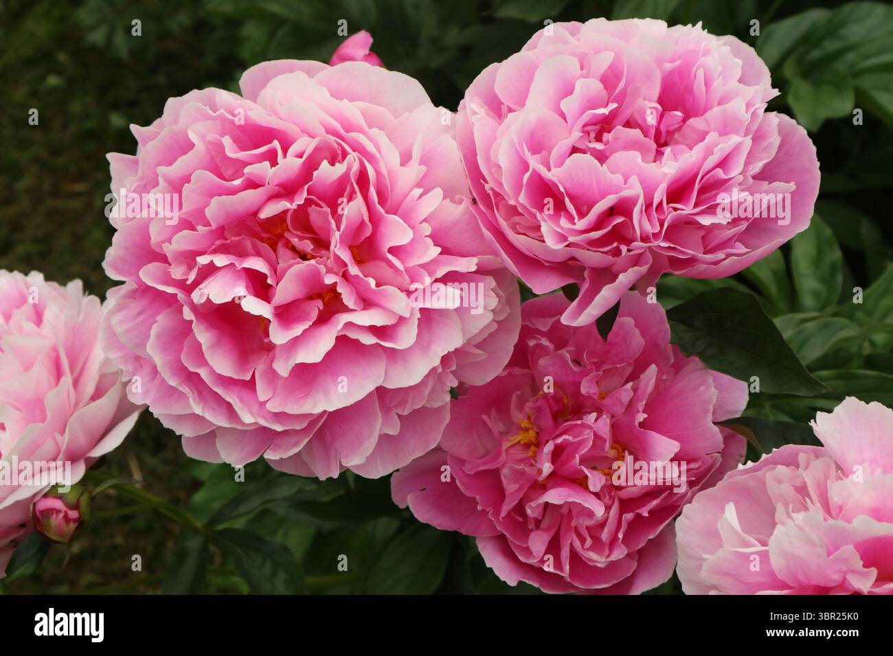 A bunch of pink peonies in bloom Stock Photo - Alamy