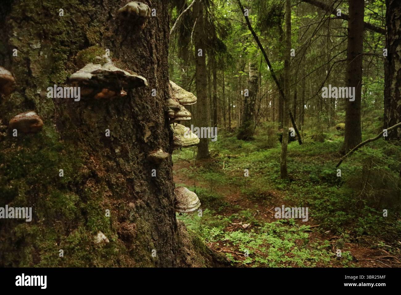 Tree fungi and a trail in a lush green forest in Finland Stock Photo ...