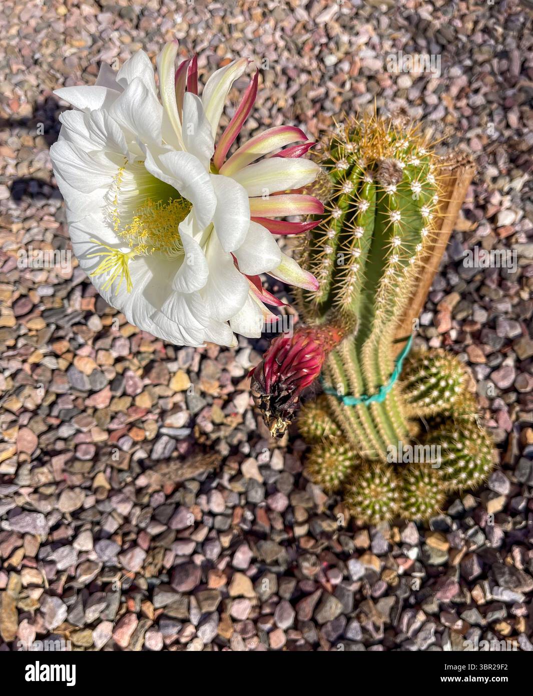 Echinopsis Flying Saucer Cactus in Bloom. Stanford, Santa Clara County,  California, USA Stock Photo - Alamy