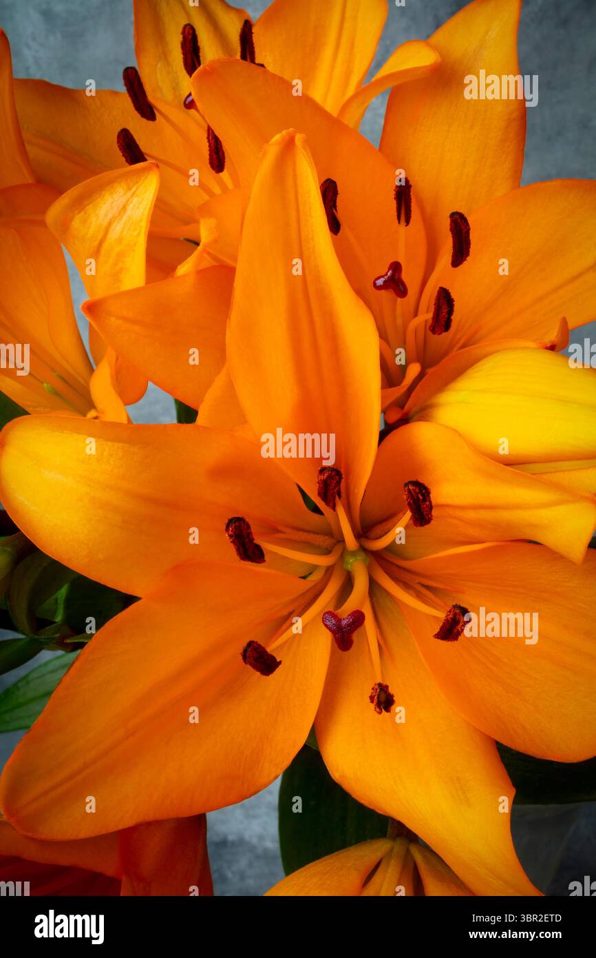 Lovely Tiger Lily Bouquet Stock Photo