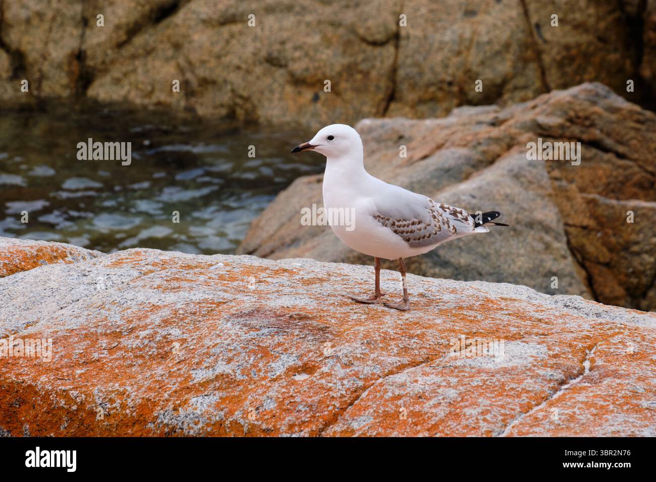 Seagull on a lichen covered rock at Wineglass Bay - Freycinet Peninsula, Tasmania, Australia Stock Photo