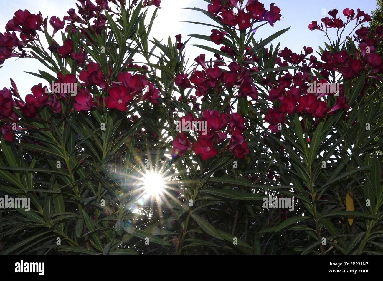 Blossom of the oleander, summer sun, July, Germany Stock Photo