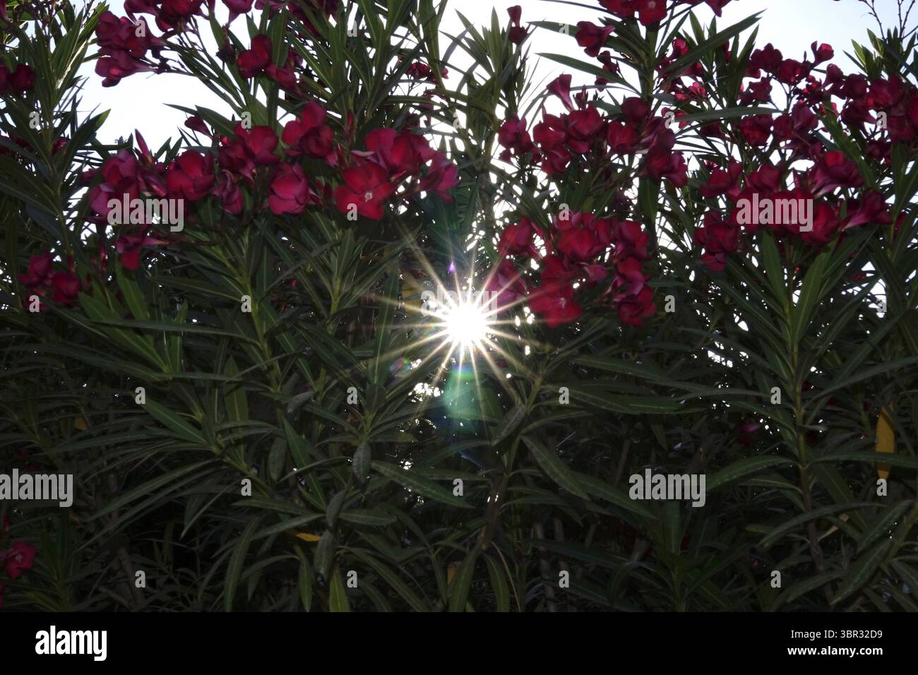 Blossom of the oleander, summer sun, July, Germany Stock Photo