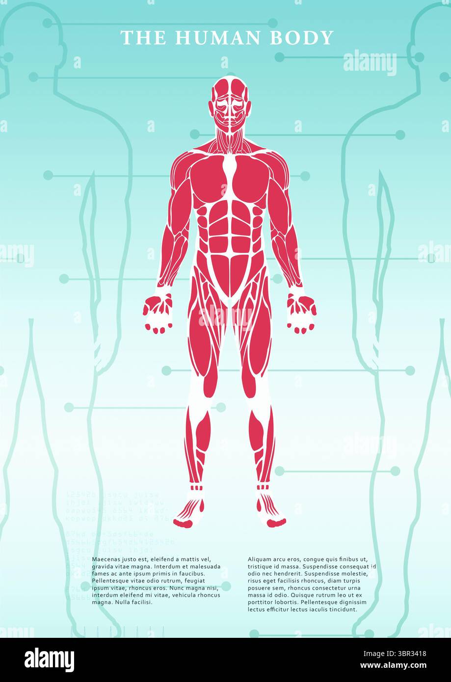 Human body structure poster Stock Photo - Alamy