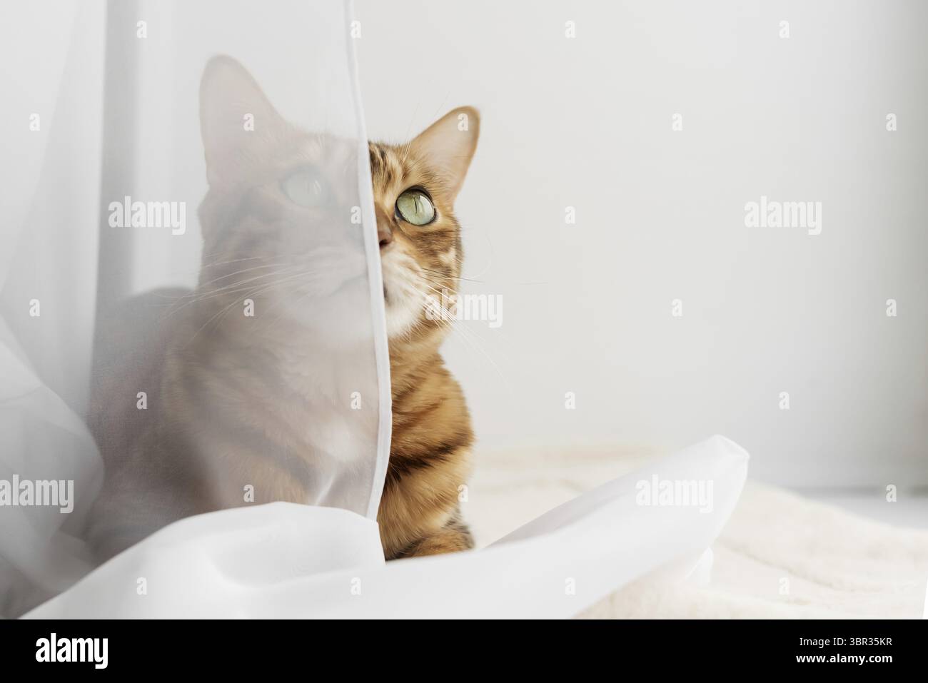 Bengal cat resting on a cat mat. Copy space Stock Photo