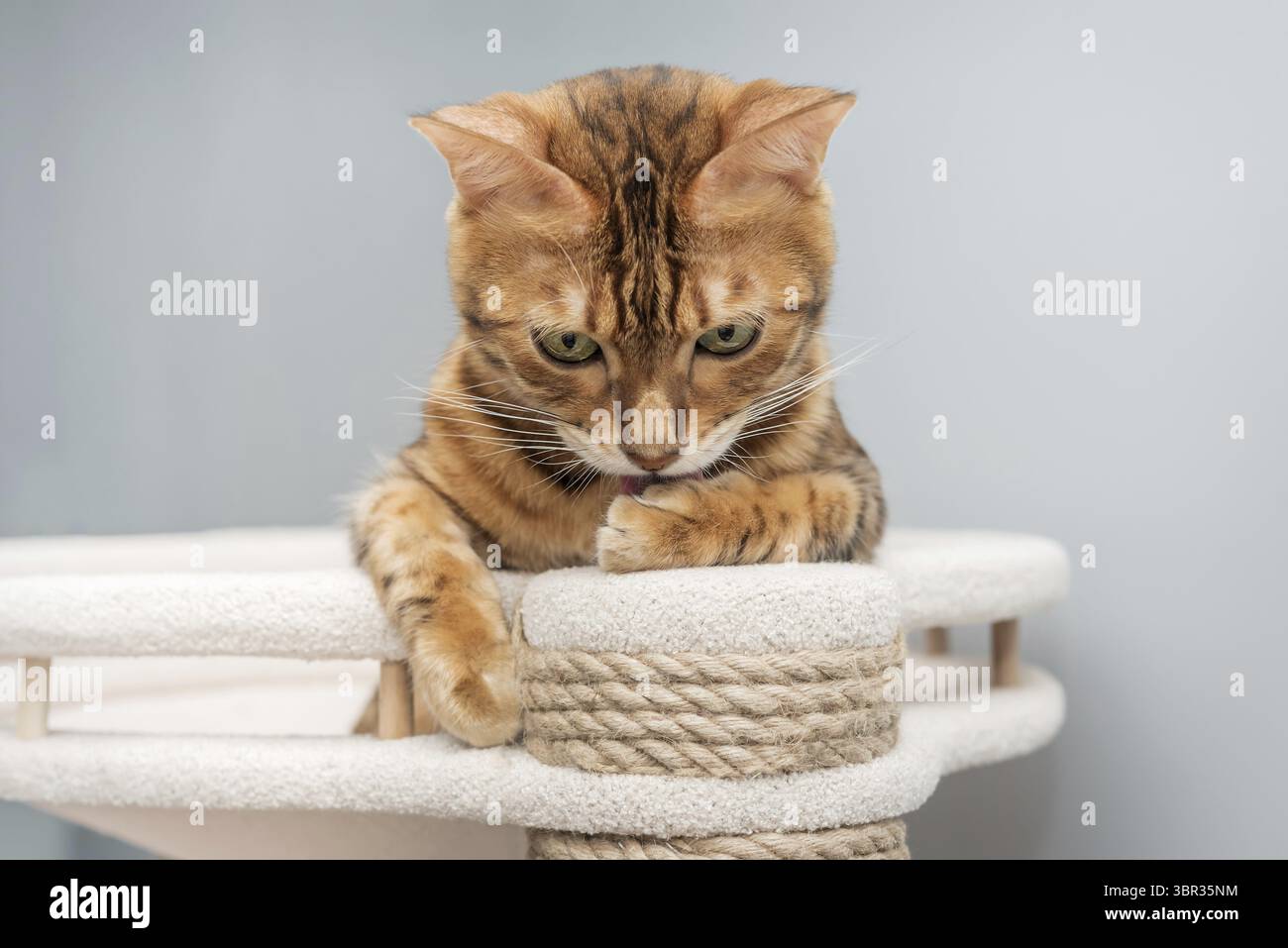 Bengal purebred point resting on cat play complex - scratching post Stock Photo