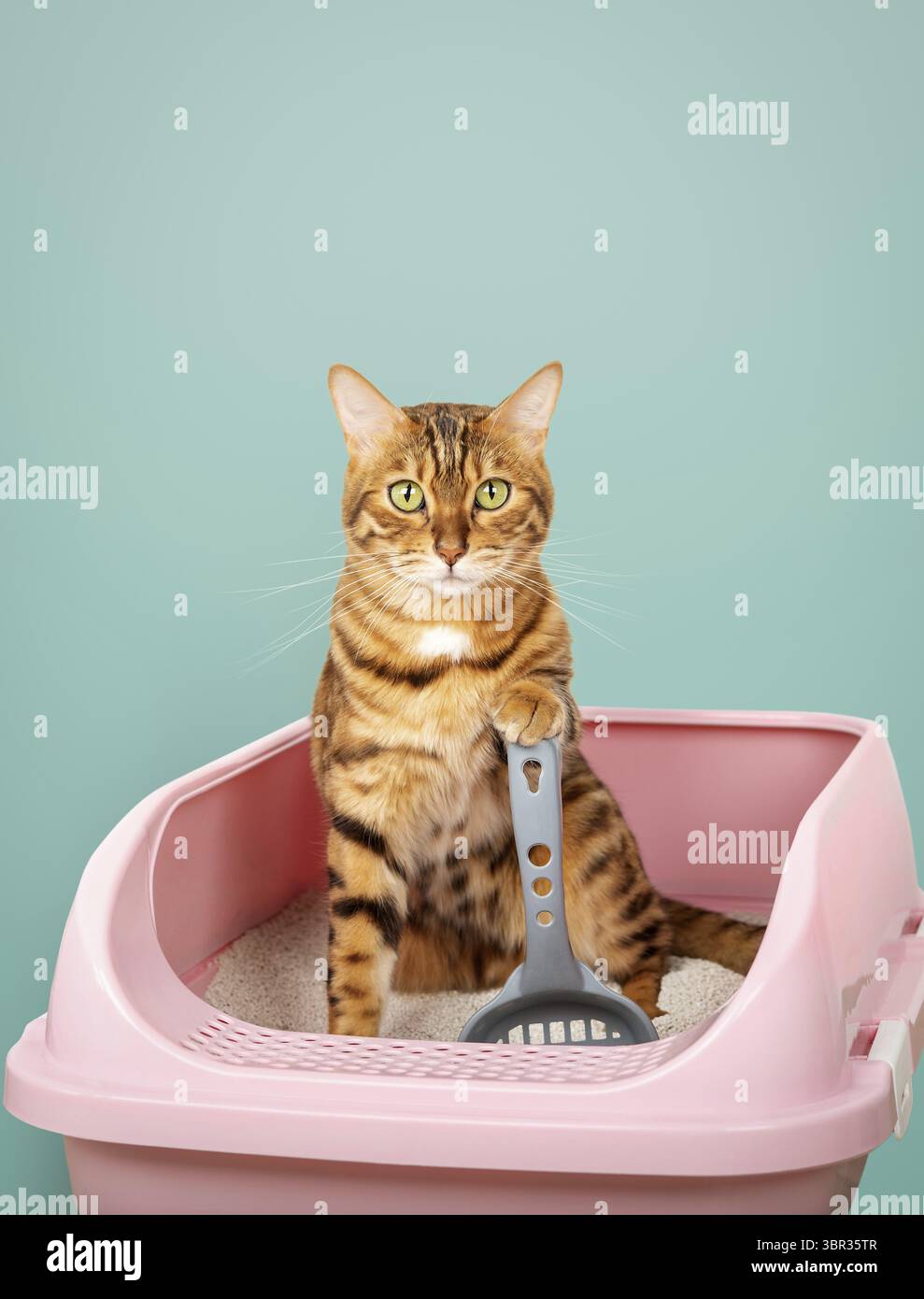 How to Potty Train a Bengal Cat: Expert Tips for Success