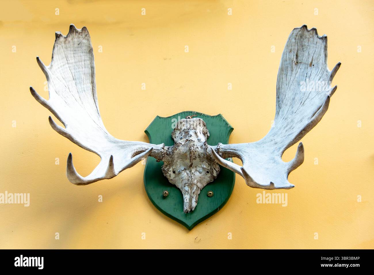Moose Antlers on a Wall Stock Photo