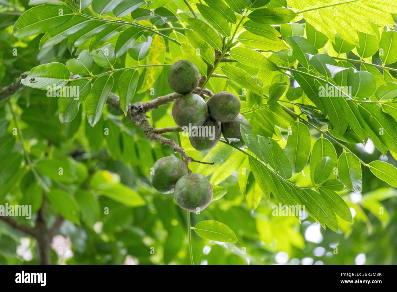 Fresh green Hog Plum fruits (Spondias mombin) hanging on a leafy tree ...