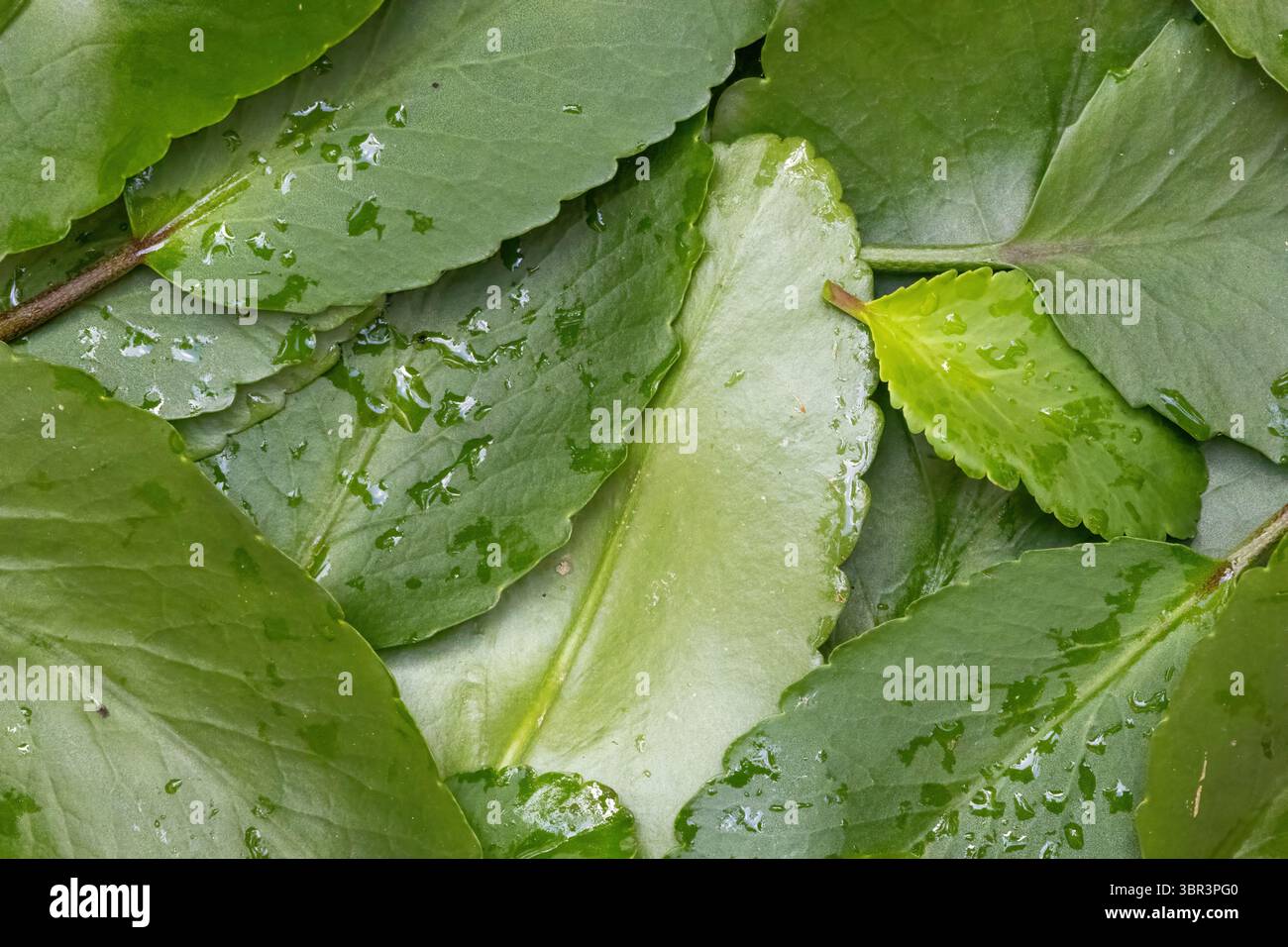 Miracle leaf hi-res stock photography and images - Alamy, image size:1300x956