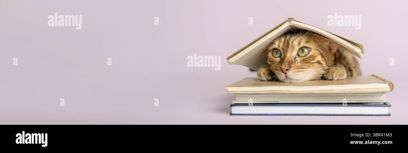 Smart scientist cat with books on a colored background. Copy space Stock Photo