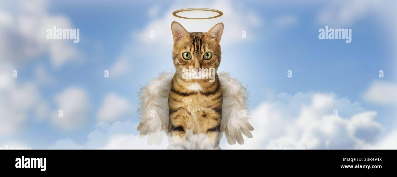 Angel cat wings hi-res stock photography and images - Alamy