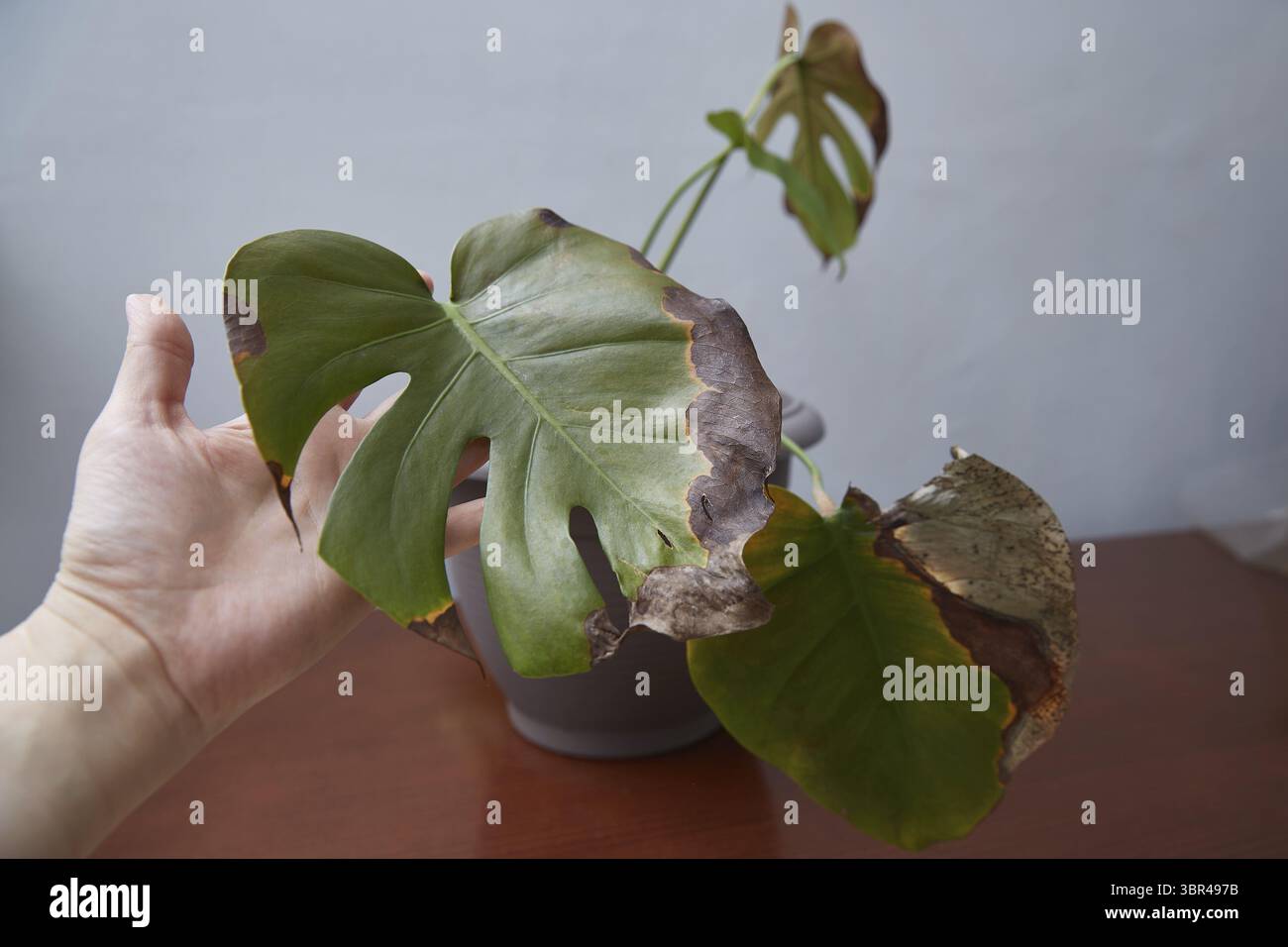 Indoor plant diseases. Demonstration of the diseased monstera leaf Stock Photo