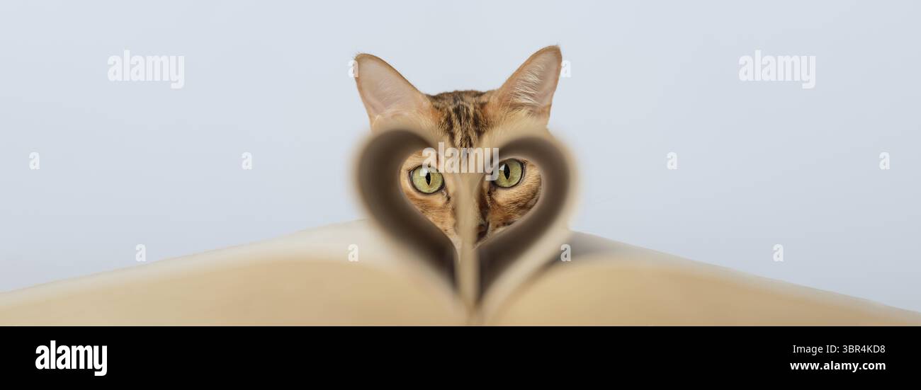 Muzzle of a red cat on a blue background. Copy space Stock Photo